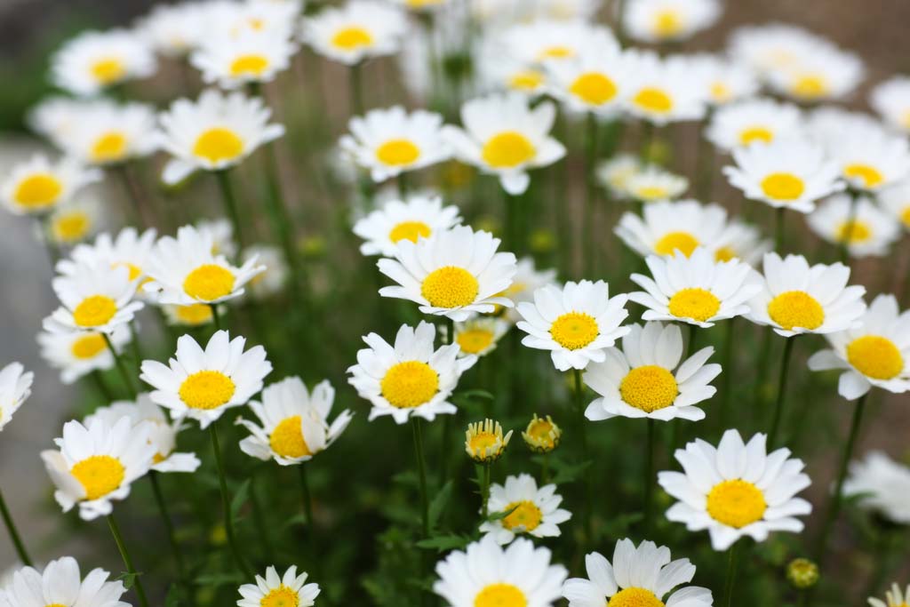 photo,material,free,landscape,picture,stock photo,Creative Commons,A white floret, chrysanthemum, Yellow, White, Gardening