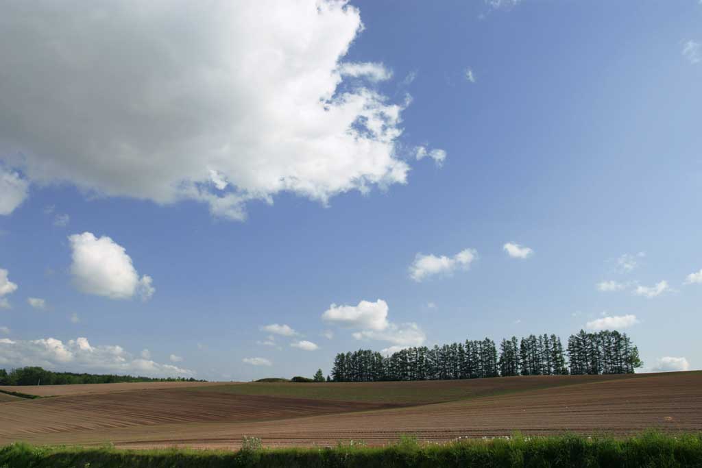 fotografia, materiale, libero il panorama, dipinga, fotografia di scorta,Linea di albero, terreno coltivato, e nube, boschetto, nube, cielo blu, campo