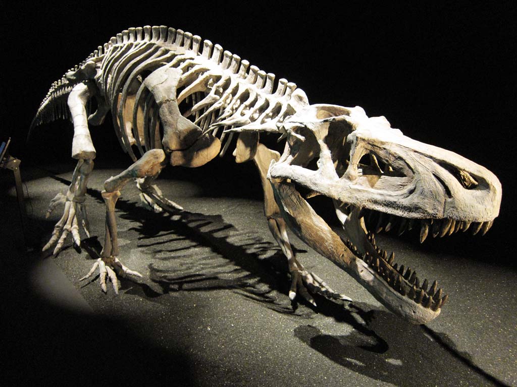ゆんフリー写真素材集 No 9971 恐竜の化石 日本 東京