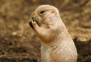 photo,material,free,landscape,picture,stock photo,Creative Commons,Afternoon snack of a prairie dog, rodent, , , 
