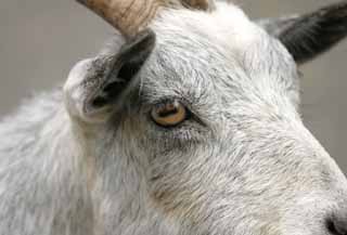 photo,material,free,landscape,picture,stock photo,Creative Commons,Eye of a goat, goat, , , 