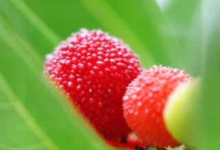 fotografia, material, livra, ajardine, imagine, proveja fotografia,Bayberries suculento, bayberry, , vermelho, 