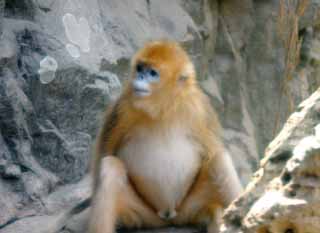photo,material,free,landscape,picture,stock photo,Creative Commons,Tibetan snub-nosed monkey, ape, , , 