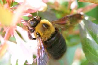 foto,tela,gratis,paisaje,fotografa,idea,Una abeja en la abelia, Abelia, Abeja, , 