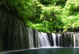 photo,material,free,landscape,picture,stock photo,Creative Commons,Shiraito-no-taki, waterfall, stream, tender green, river