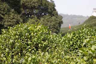 photo,material,free,landscape,picture,stock photo,Creative Commons,A Chinese green tea-leaf, Tea, Green tea, Chinese tea, tea plantation