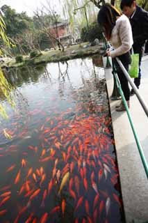 , , , , ,  .,    , waterside, Saiko,  , goldfish