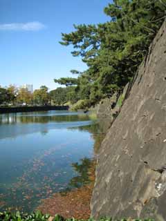 photo,material,free,landscape,picture,stock photo,Creative Commons,Edo-jo Castle, Ishigaki, moat, pine, Piling-stones