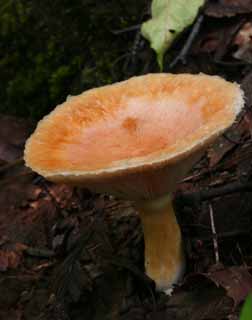 photo,material,free,landscape,picture,stock photo,Creative Commons,Mushroom holding rainwater, orange, fungus, mushroom, fallen tree