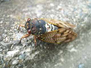 Foto, materieel, vrij, landschap, schilderstuk, bevoorraden foto,Een ruime brown cicada, Cicada, , , Gaandeweg