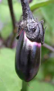 photo,material,free,landscape,picture,stock photo,Creative Commons,Young eggplant, eggplant, , , 