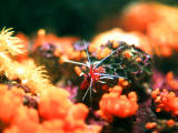 photo,material,free,landscape,picture,stock photo,Creative Commons,Fire (Blood) Shrimp, invertebrate, marine, shrimp, 