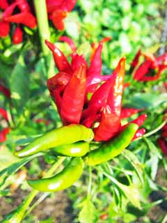 photo,material,free,landscape,picture,stock photo,Creative Commons,A red pepper, Vegetables, Food, , 