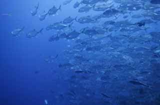 photo,material,free,landscape,picture,stock photo,Creative Commons,Fish school, horse mackerel, diving, sea, underwater photograph