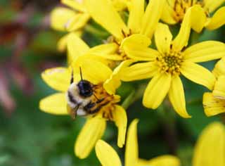 fotografia, material, livra, ajardine, imagine, proveja fotografia,Toge-buki e uma abelha, abelha, bonito, , grama selvagem