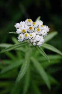 , , , , ,  .,Pearly ., pearly everlasting, , ,  