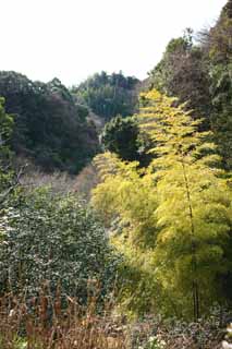 Foto, materiell, befreit, Landschaft, Bild, hat Foto auf Lager,Zuisen-ji-Tempel Takebayashi, Chaitya, Zen Buddhismus-wie Garten, Kamakura, Bambus