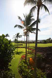 photo,material,free,landscape,picture,stock photo,Creative Commons,Mauna Lani, Lava, palm, Golf, southern country