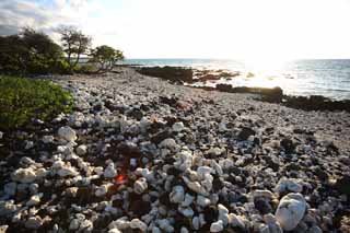 photo,material,free,landscape,picture,stock photo,Creative Commons,White and the black shore, Lava, Coral, wave, southern country