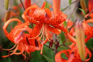 photo,material,free,landscape,picture,stock photo,Creative Commons,Tiger lily flowers, lily, , , orange