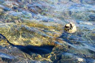 Foto, materiell, befreit, Landschaft, Bild, hat Foto auf Lager,Hawaii Island Sea Turtle, , , , 