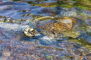 Foto, materiell, befreit, Landschaft, Bild, hat Foto auf Lager,Hawaii Island Sea Turtle, , , , 
