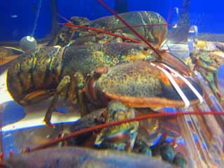 photo,material,free,landscape,picture,stock photo,Creative Commons,lobster, , , , 