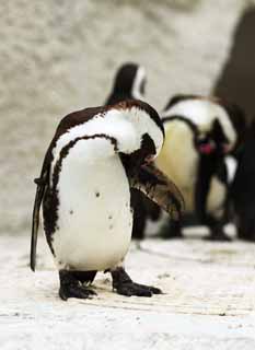 fotografia, materiale, libero il panorama, dipinga, fotografia di scorta,Pinguino africano, , , , 