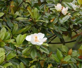 fotografia, materiale, libero il panorama, dipinga, fotografia di scorta,Magnolia grandiflora, , , , 