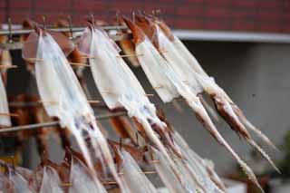 photo,material,free,landscape,picture,stock photo,Creative Commons,Squid dryer, squid, , , dried squid