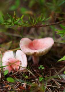 photo,material,free,landscape,picture,stock photo,Creative Commons,Mushrooms in a wood, mushroom, , , pink
