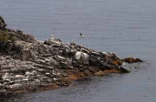 photo,material,free,landscape,picture,stock photo,Creative Commons,Seafowls' nests, rocky stretch, sea, seagull, seagull