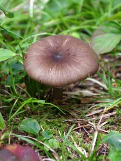 , , , , ,  .,., mushroom, , , thicket