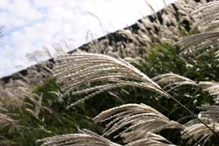 photo,material,free,landscape,picture,stock photo,Creative Commons,Silver grass, silver grass, , , grassland