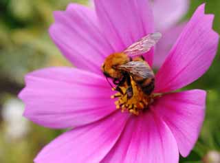 photo,material,free,landscape,picture,stock photo,Creative Commons,Delicious cosmos , bee, , Bee, cosmos