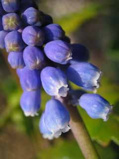 fotografia, material, livra, ajardine, imagine, proveja fotografia,Flores de jacinto de uva, Jacinto de uva, branco, azul, close-up