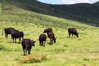 fotografia, materiale, libero il panorama, dipinga, fotografia di scorta,Bestiame bovino del Monte Aso, , , , 
