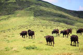 photo,material,free,landscape,picture,stock photo,Creative Commons,Cattle of Mount Aso, , , , 