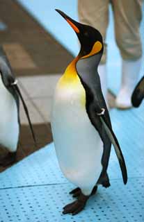 photo, la matire, libre, amnage, dcrivez, photo de la rserve,Configuration pour le pingouin, , , , 