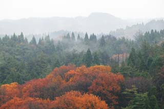 fotografia, materiale, libero il panorama, dipinga, fotografia di scorta,Foresta in Asaka, Acero, Foglie colorate, albero, La foresta