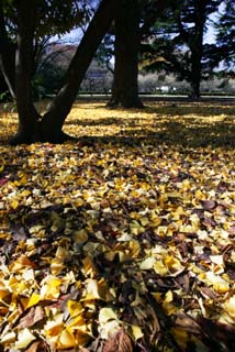 photo,material,free,landscape,picture,stock photo,Creative Commons,A carpet of dead leaves, The ground, ginkgo, Fallen leaves, 