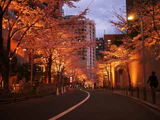 Foto, materieel, vrij, landschap, schilderstuk, bevoorraden foto,Roppongi Sakura-zaka, , , , 