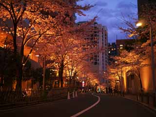 photo,material,free,landscape,picture,stock photo,Creative Commons,Roppongi Sakura-zaka, , , , 