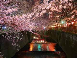 photo, la matire, libre, amnage, dcrivez, photo de la rserve,Meguro River de fleurs de cerisier, , , , 
