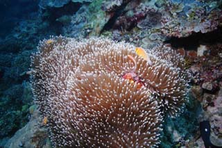 photo,material,free,landscape,picture,stock photo,Creative Commons,An anemone fish, anemone fish, Nimmo, , underwater photograph