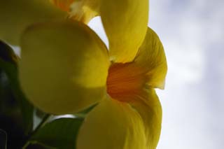 fotografia, material, livra, ajardine, imagine, proveja fotografia,Um frangipani amarelo, frangipani, Amarelo, ptala, 