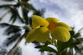 photo,material,free,landscape,picture,stock photo,Creative Commons,The sky of a frangipani, frangipani, Yellow, petal, 