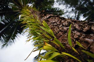 photo,material,free,landscape,picture,stock photo,Creative Commons,Grass of the bark, fern, , coconut tree, The bark