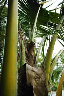 foto,tela,gratis,paisaje,fotografa,idea,Un botn de una palmera de camo, Palma de camo, Botn, Pas del sur, La zona tropical