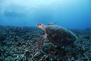 photo,material,free,landscape,picture,stock photo,Creative Commons,A sea turtle, seturtle, , , Coral